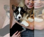 Small #5 Pembroke Welsh Corgi