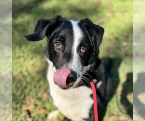 Labrador Retriever-Unknown Mix Dogs for adoption in Yardley, PA, USA