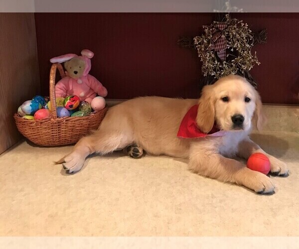 Medium Photo #12 Golden Retriever Puppy For Sale in WEBSTER CITY, IA, USA
