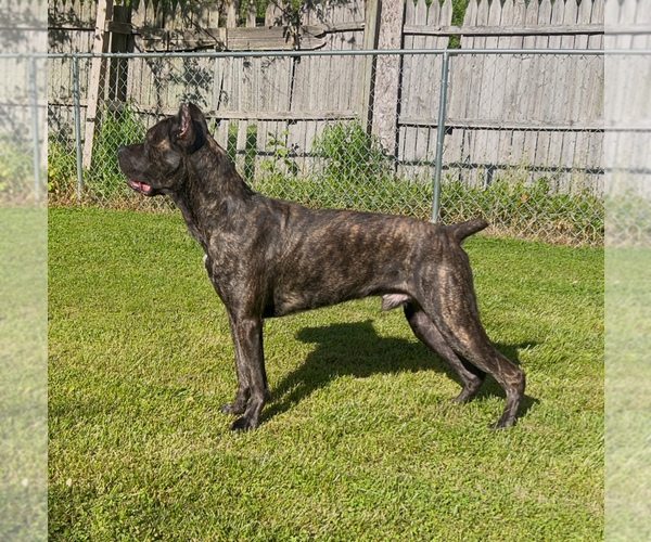 Medium Photo #1 Cane Corso Puppy For Sale in MOUNT MORRIS, MI, USA