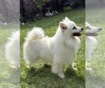 Small #2 American Eskimo Dog