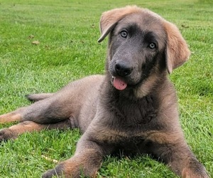 German Shepherd Dog Puppy for sale in LITCHFIELD, MI, USA
