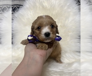 Cavapoo Puppy for sale in JEFFERSONVILLE, IN, USA