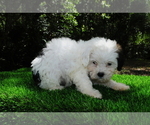 Puppy 2 ShihPoo