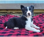 Small #1 Border Collie