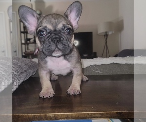 French Bulldog Puppy for sale in TORRANCE, CA, USA