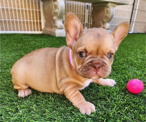 Medium Photo #2 French Bulldog Puppy For Sale in LAS VEGAS, NV, USA