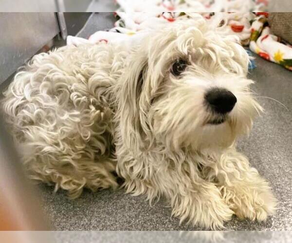 Medium Photo #1 Miniature Schnauzer-Poodle (Miniature) Mix Puppy For Sale in Orange, CA, USA