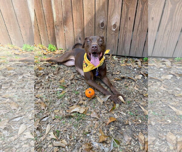 Medium Photo #5 American Staffordshire Terrier-Labrador Retriever Mix Puppy For Sale in Oakhurst, NJ, USA