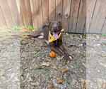 Small #4 American Staffordshire Terrier-Labrador Retriever Mix