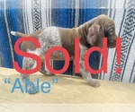 Small Photo #18 German Shorthaired Pointer Puppy For Sale in GRAND ISLAND, NE, USA