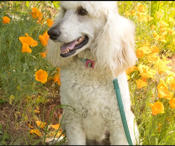 Medium Photo #18 Poodle (Standard) Puppy For Sale in KEIZER, OR, USA