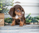 Small Photo #13 Dachshund Puppy For Sale in NAPPANEE, IN, USA