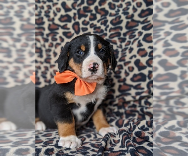 Medium Photo #6 Greater Swiss Mountain Dog Puppy For Sale in CHRISTIANA, PA, USA