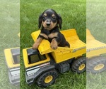 Small #3 Dachshund
