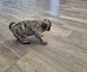 Pug Puppy for sale in AMARILLO, TX, USA