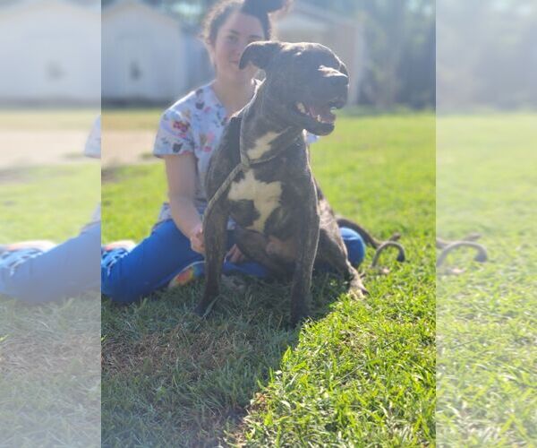 Medium Photo #6 Boxador Puppy For Sale in Orangeburg, SC, USA