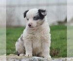 Small Photo #3 Miniature Australian Shepherd Puppy For Sale in EPHRATA, PA, USA