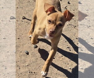 Miniature Pinscher Dogs for adoption in Peralta, NM, USA