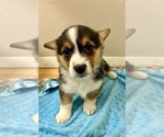Small #3 Pembroke Welsh Corgi