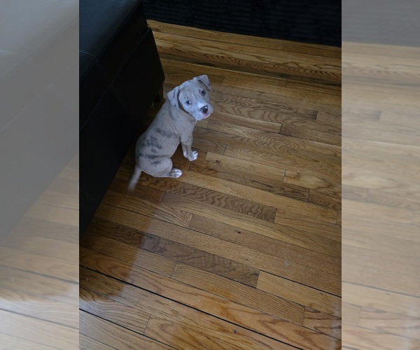 Medium Photo #1 American Bully Puppy For Sale in MIDDLETOWN, CT, USA
