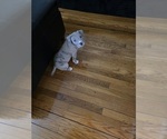 Small American Bully