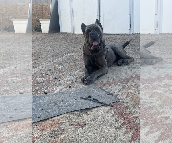 Medium Photo #3 Mutt Puppy For Sale in Goodyear, AZ, USA