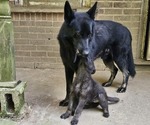 Small #11 German Shepherd Dog
