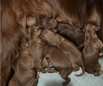 Small #5 Irish Setter
