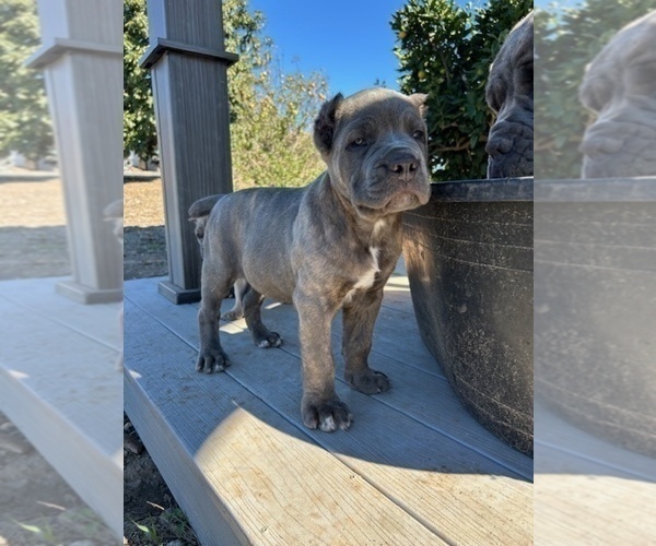 Medium Photo #16 Cane Corso Puppy For Sale in OCEANSIDE, CA, USA