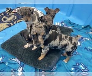 Rat Terrier Puppy for Sale in WHITAKERS, North Carolina USA