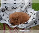 Small #1 Golden Retriever