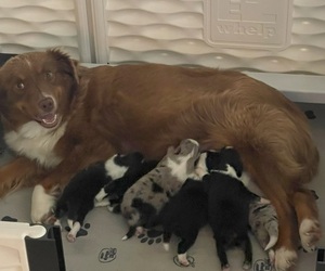 Mother of the Miniature Australian Shepherd puppies born on 10/30/2023
