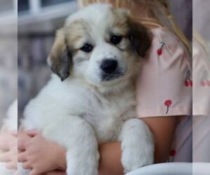 Great Pyrenees Puppy for sale in DENVER, PA, USA