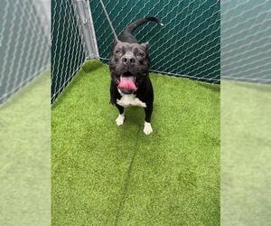 Labrador Retriever-Unknown Mix Dogs for adoption in Downey, CA, USA