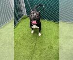 BUCK - Male Labrador Retriever-Unknown Mix Dog for Adoption - Small photo