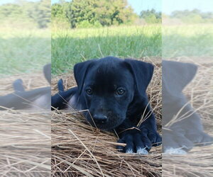Labrador Retriever-Unknown Mix Dogs for adoption in Springdale, PA, USA