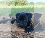 Small Labrador Retriever Mix