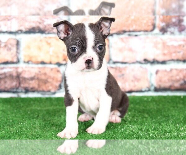 Medium Photo #1 Boston Terrier Puppy For Sale in BEL AIR, MD, USA