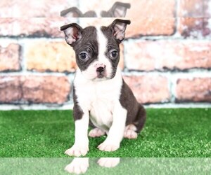 Boston Terrier Puppy for sale in BEL AIR, MD, USA