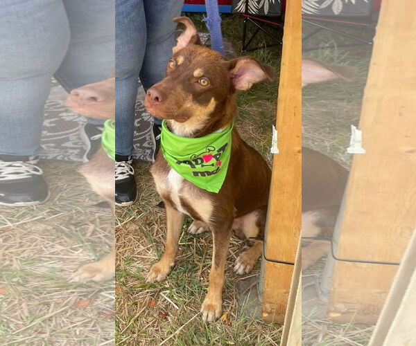 Medium Photo #10 Australian Shepherd-Unknown Mix Puppy For Sale in Germantown, OH, USA