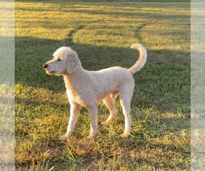 Goldendoodle-Poodle (Standard) Mix Puppy for sale in MURFREESBORO, TN, USA