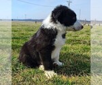 Small #16 Border Collie