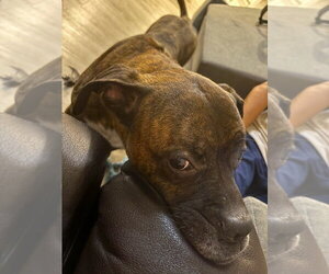 Hercules II - Male Boxer Dog for Adoption - Photo #6