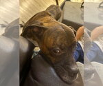 Small Photo #6 Boxer Puppy For Sale in Austin, TX, USA