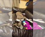 Small #7 Basenji Mix