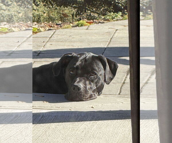 Medium Photo #6 American Pit Bull Terrier-Unknown Mix Puppy For Sale in Forest, VA, USA