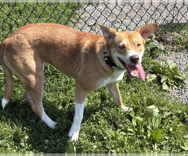 Medium Photo #4 Mutt Puppy For Sale in Rootstown, OH, USA