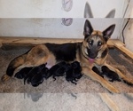 Small Photo #6 German Shepherd Dog Puppy For Sale in AZLE, TX, USA
