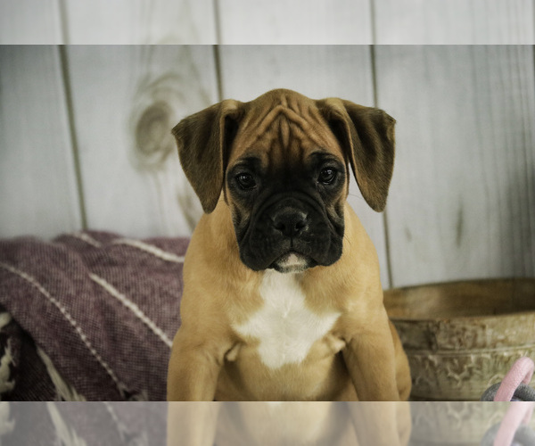 Medium Photo #1 Boxer Puppy For Sale in SHIPSHEWANA, IN, USA